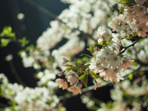 春の夜桜はいいもんです！