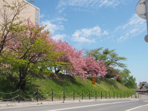 市民会館前には鮮やかな蝦夷桜！！