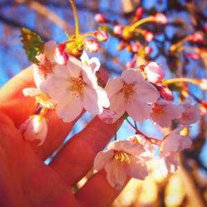 北海道にも桜の開花予報が！！