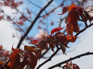 桜が咲いてきました！