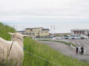 小樽水族館には2匹の羊さんがいます！